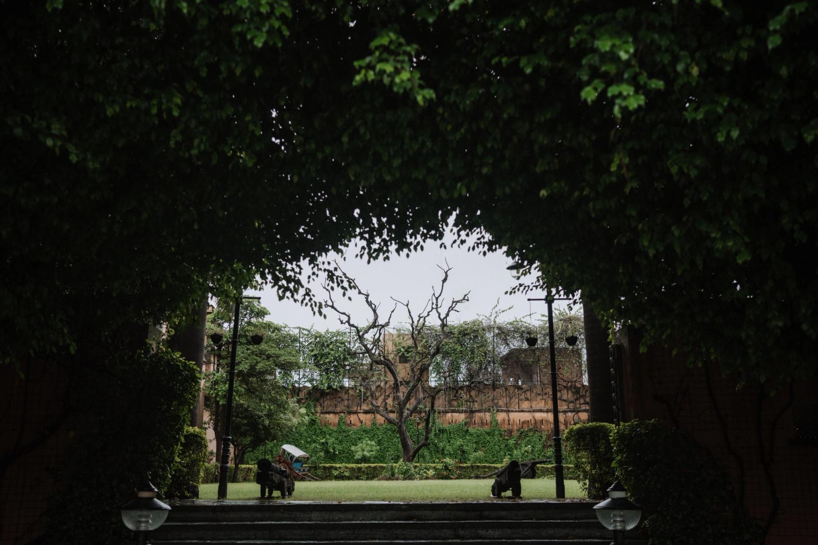 A peaceful garden view through a leafy archway with a lone tree centered in the background