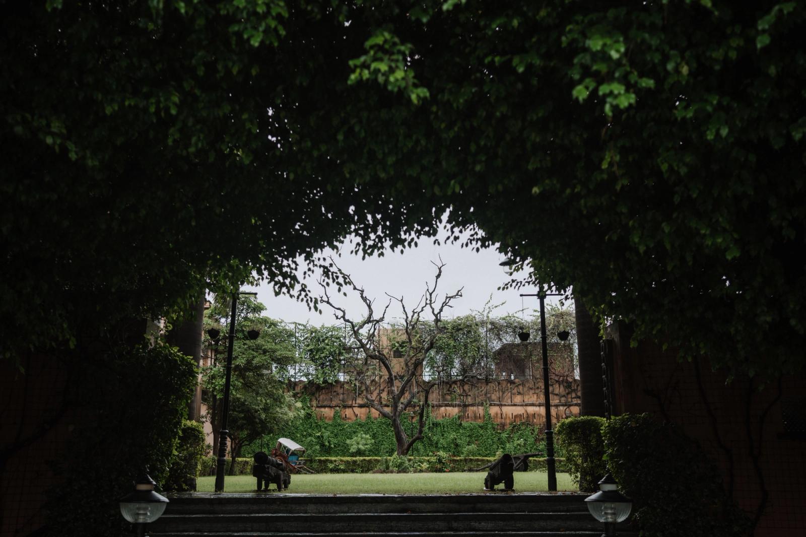 A peaceful garden view through a leafy archway with a lone tree centered in the background