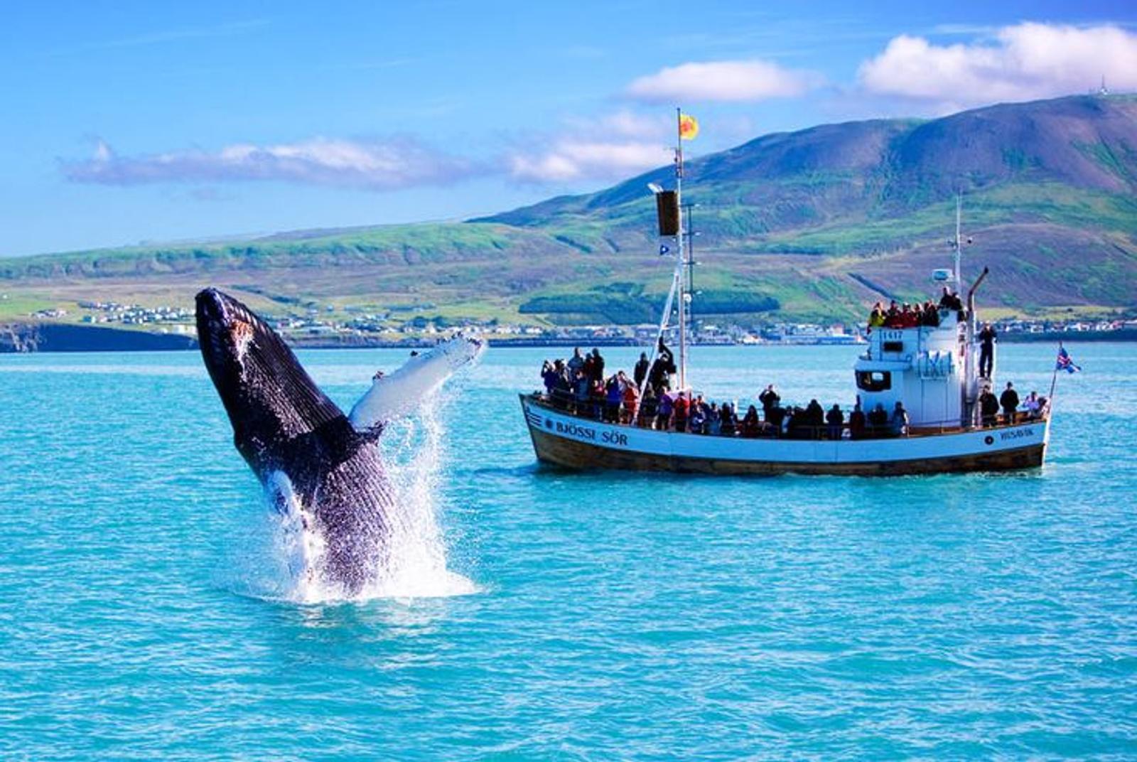 Whale watching & the North Atlantic
