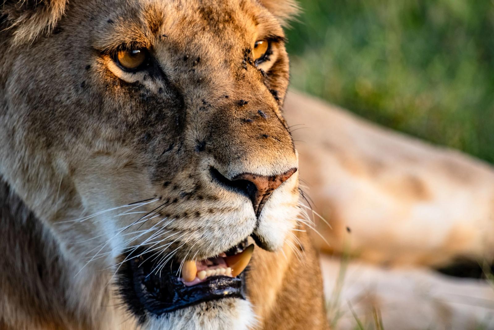 Stunning close-up of a lion in Masai Mara, Kenya, showcasing its majestic features