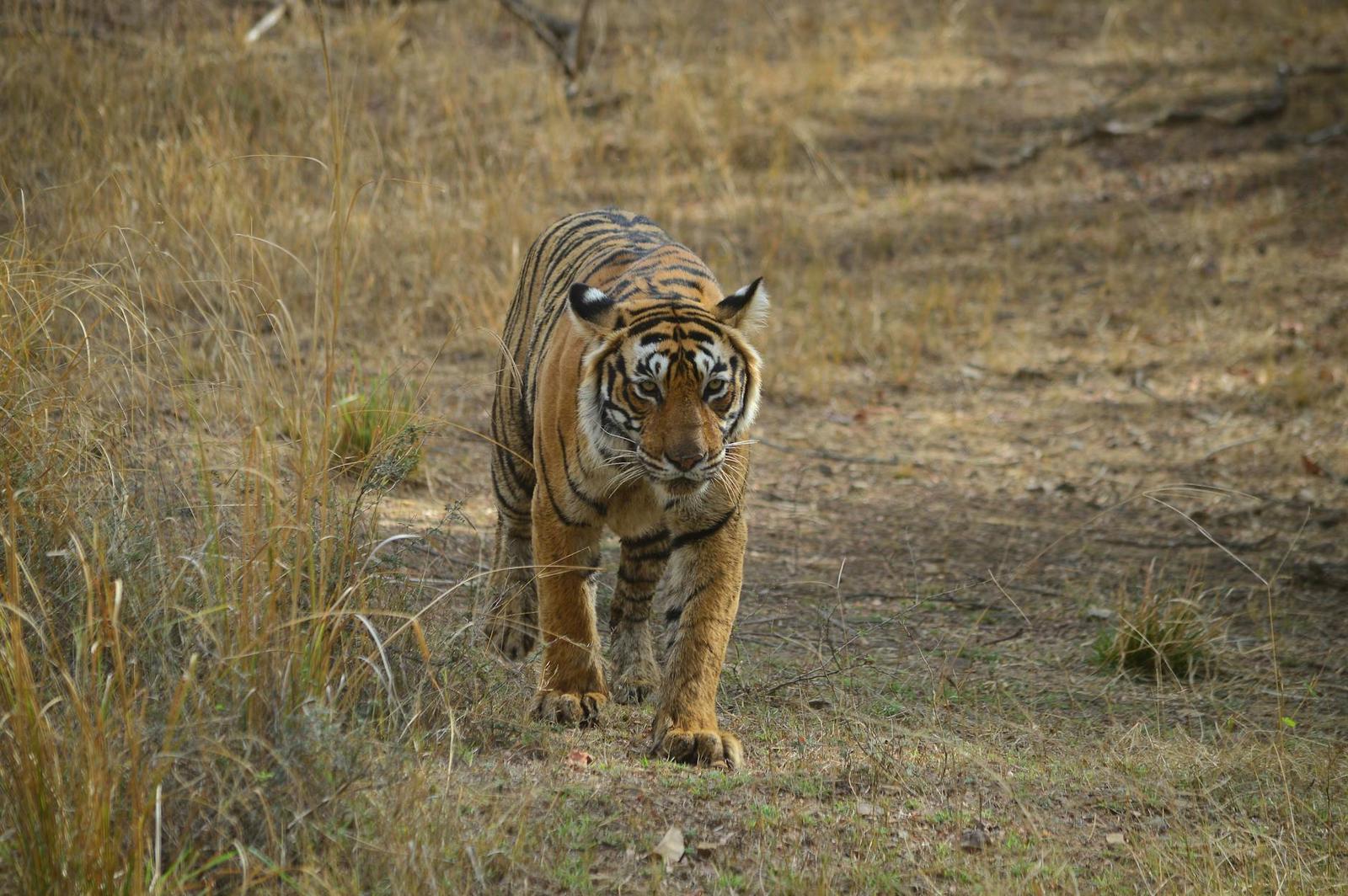 A tiger walking through dry grassland toward the camera