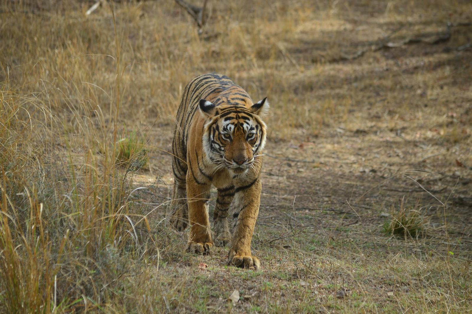 A tiger walking through dry grassland toward the camera