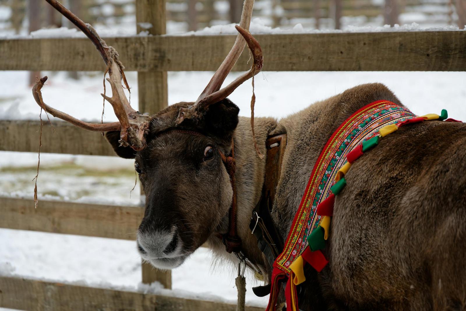 A harnessed reindeer with a decorated collar standing at a wooden fence