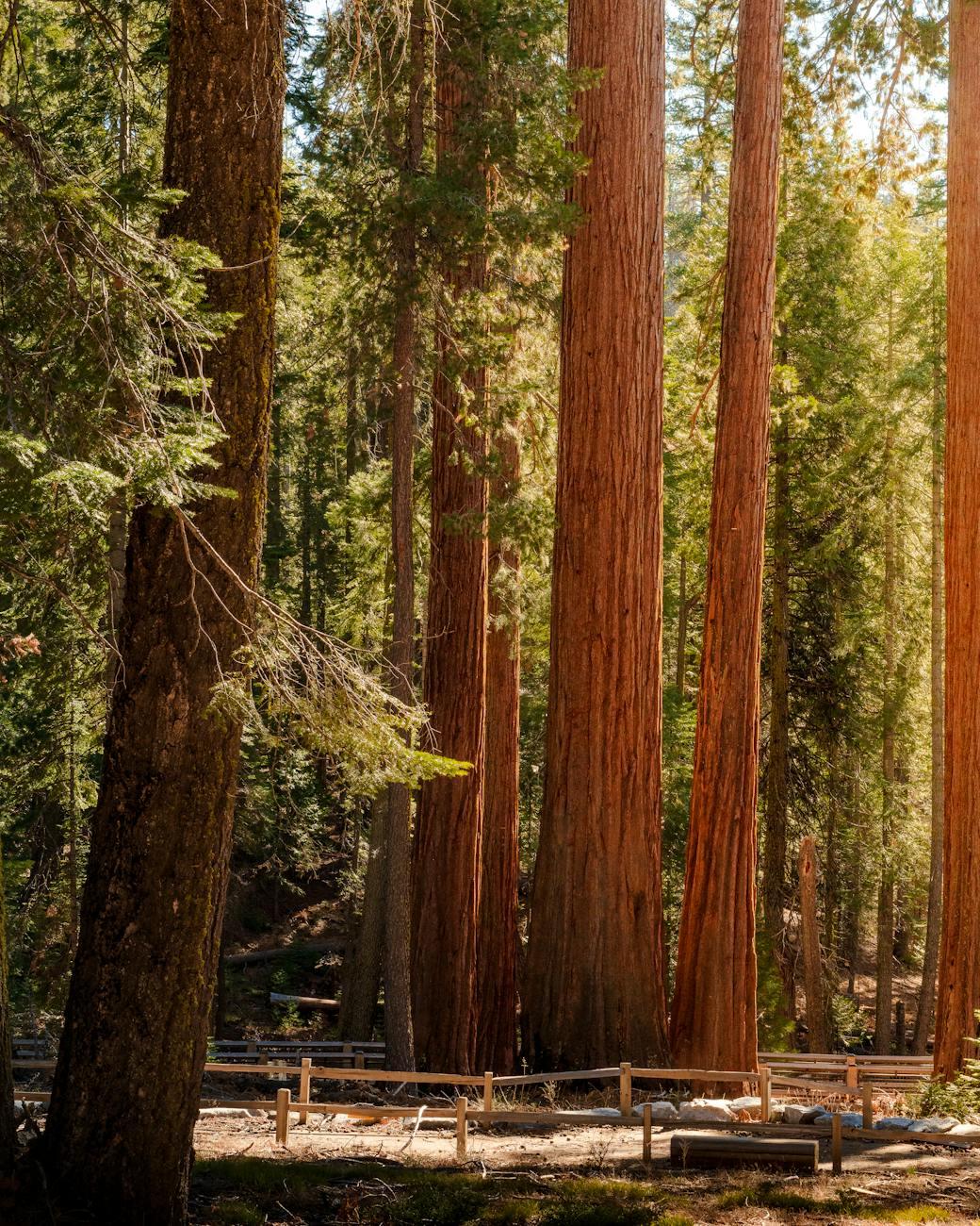Sunlit grove of giant sequoia trunks along a fenced trail