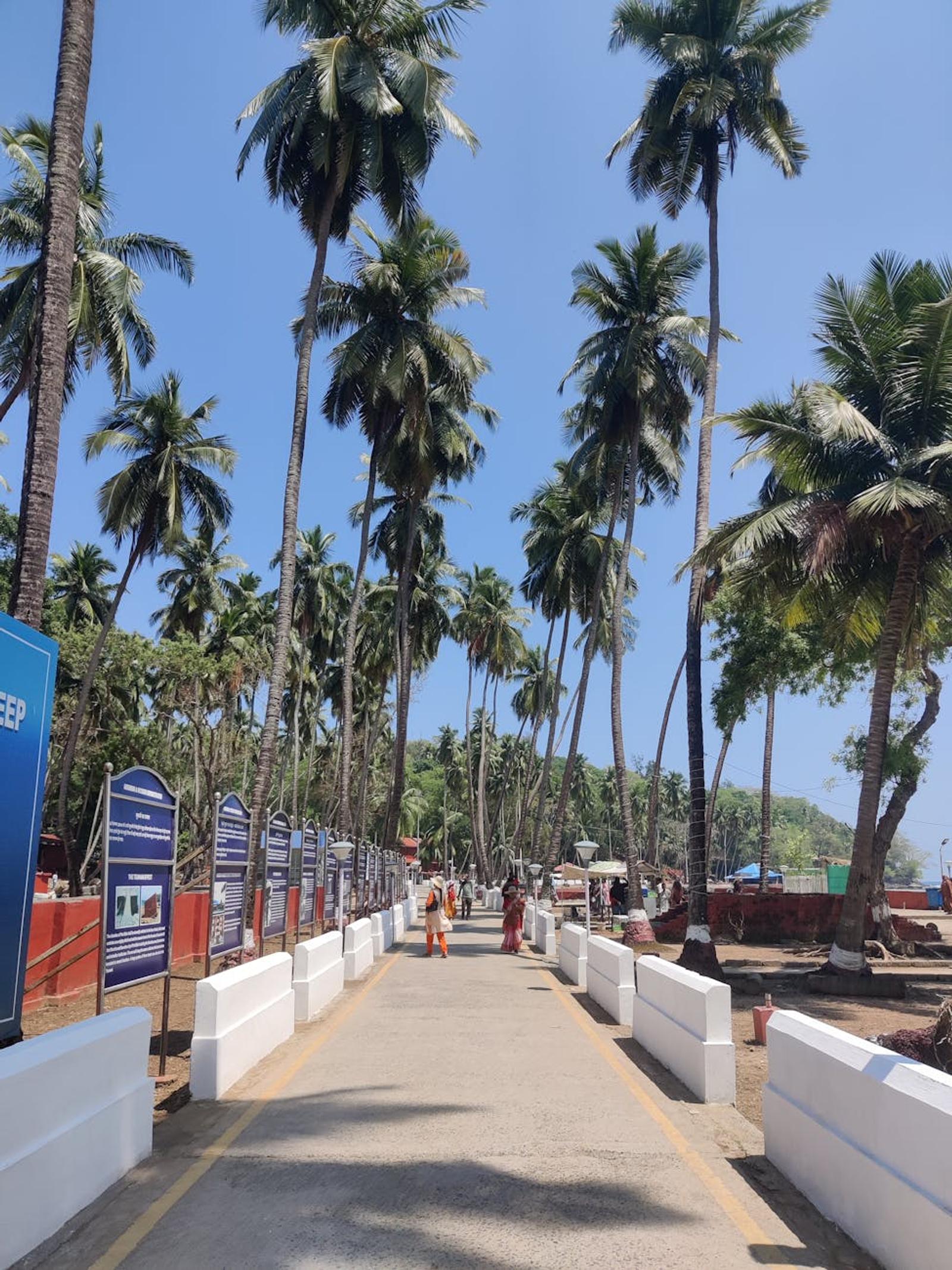 A picturesque outdoor pathway in India lined with towering palm trees under a clear blue sky