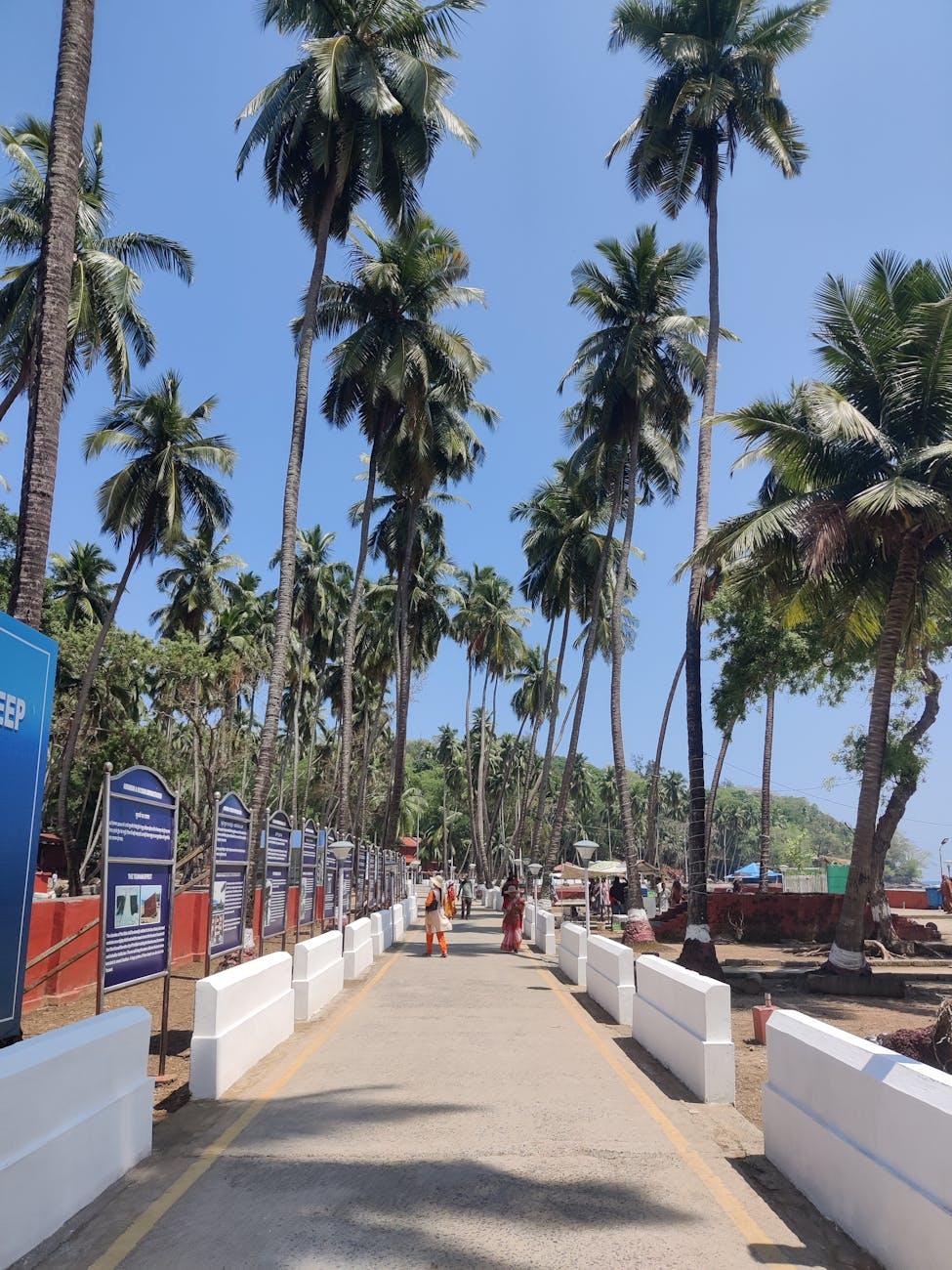 A picturesque outdoor pathway in India lined with towering palm trees under a clear blue sky