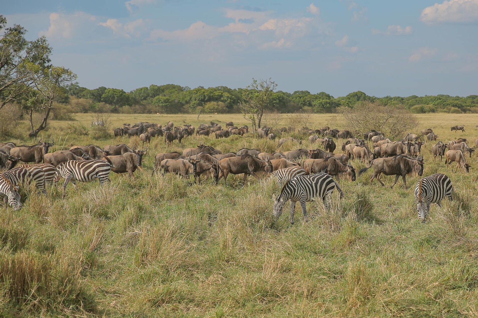 A mixed herd of zebras and wildebeest grazing across open plains