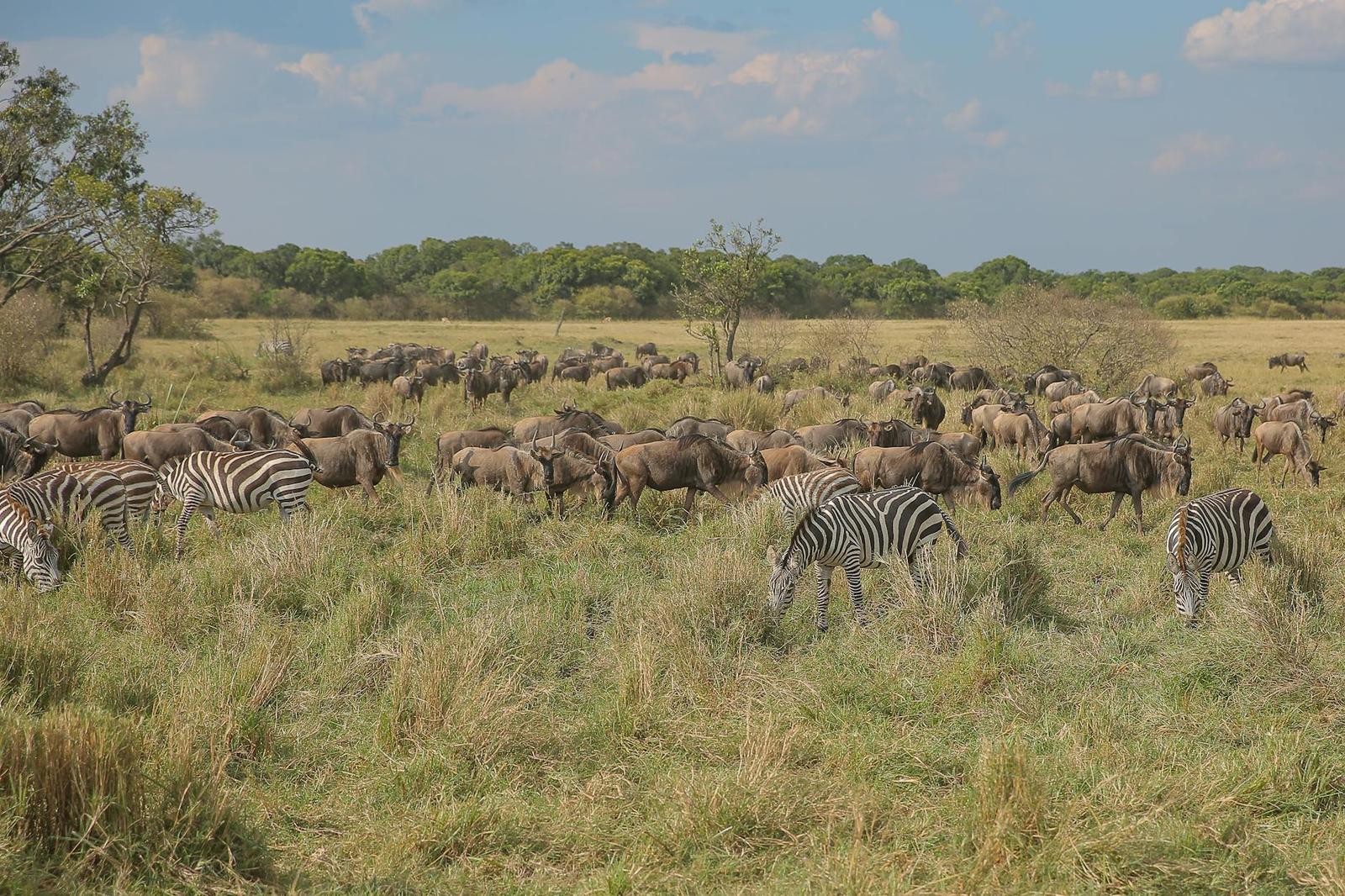 A mixed herd of zebras and wildebeest grazing across open plains