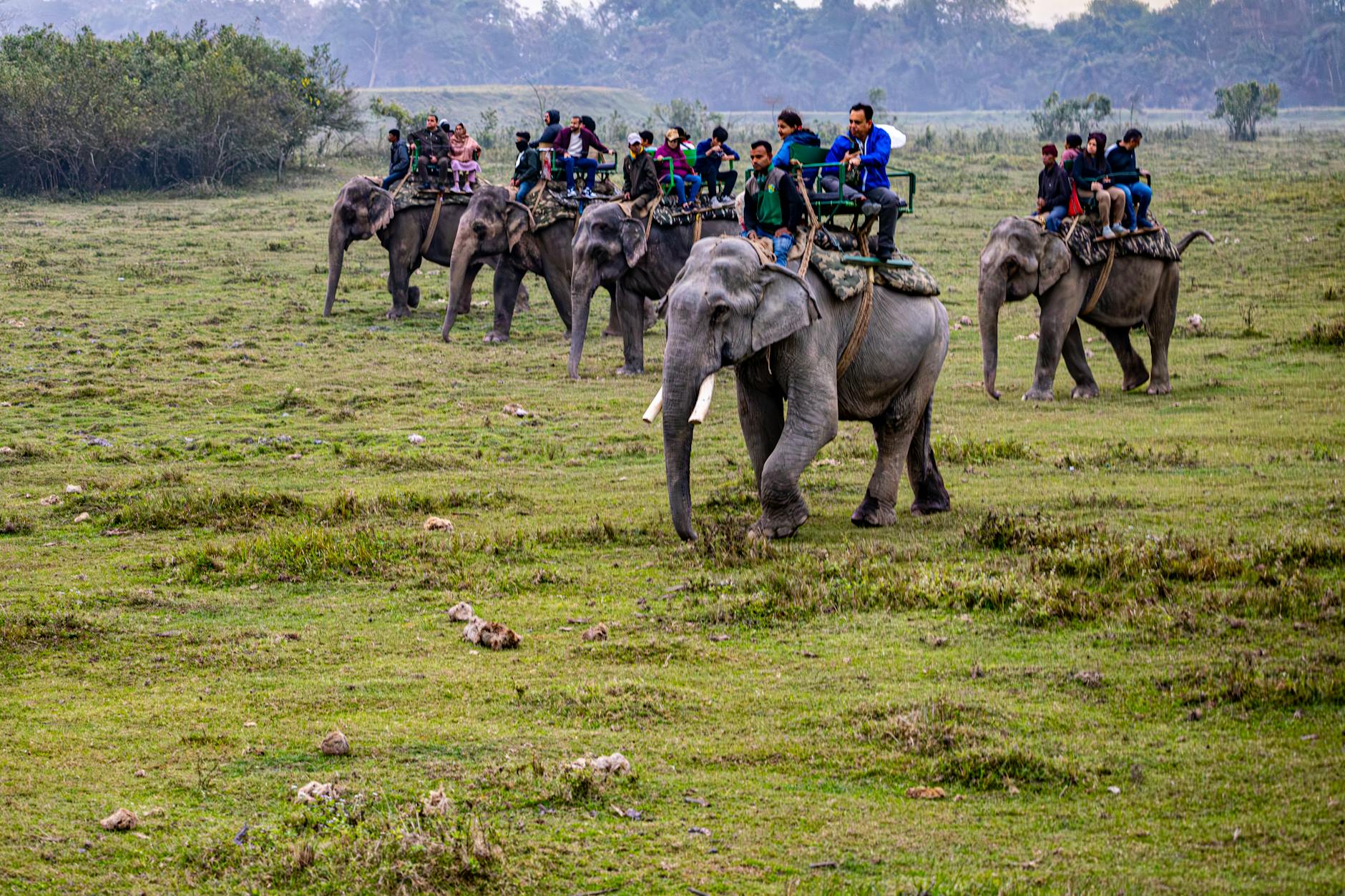 Kaziranga elephant safari — Kaziranga, India