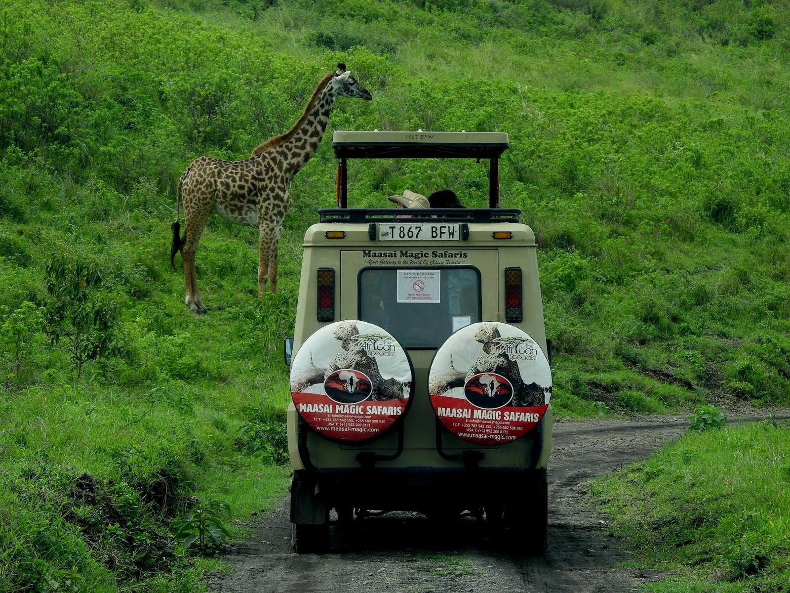 A safari vehicle pausing beside a giraffe on a dirt track through green bush