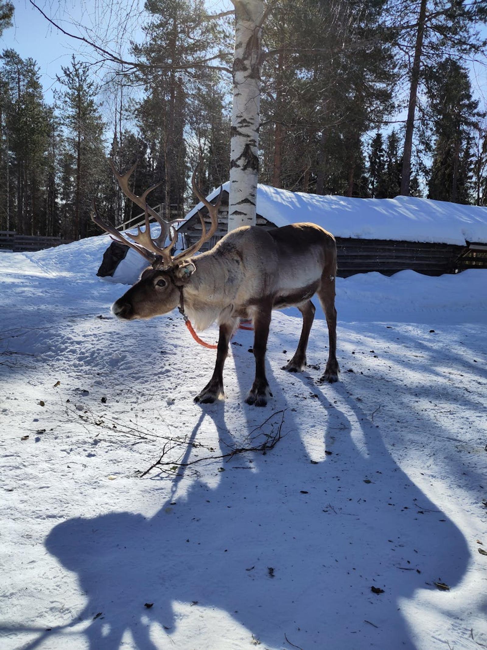 Helsinki Rovaniemi — Finland