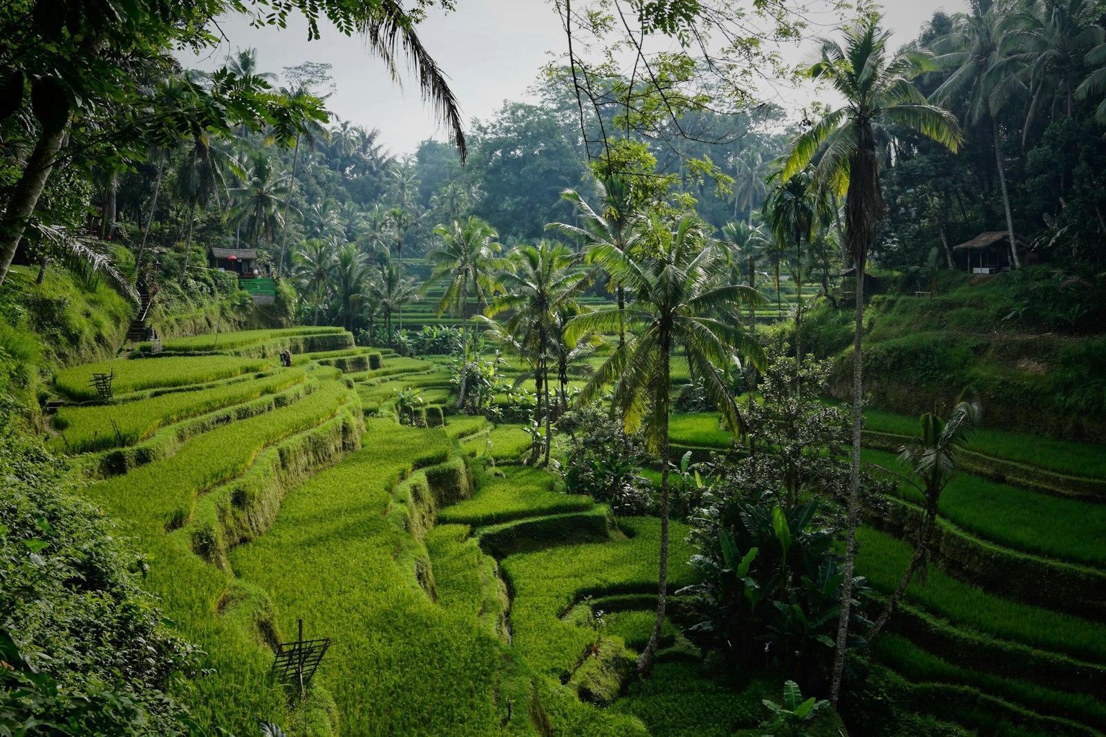 Tegalalang rice terraces, Ubud, Bali