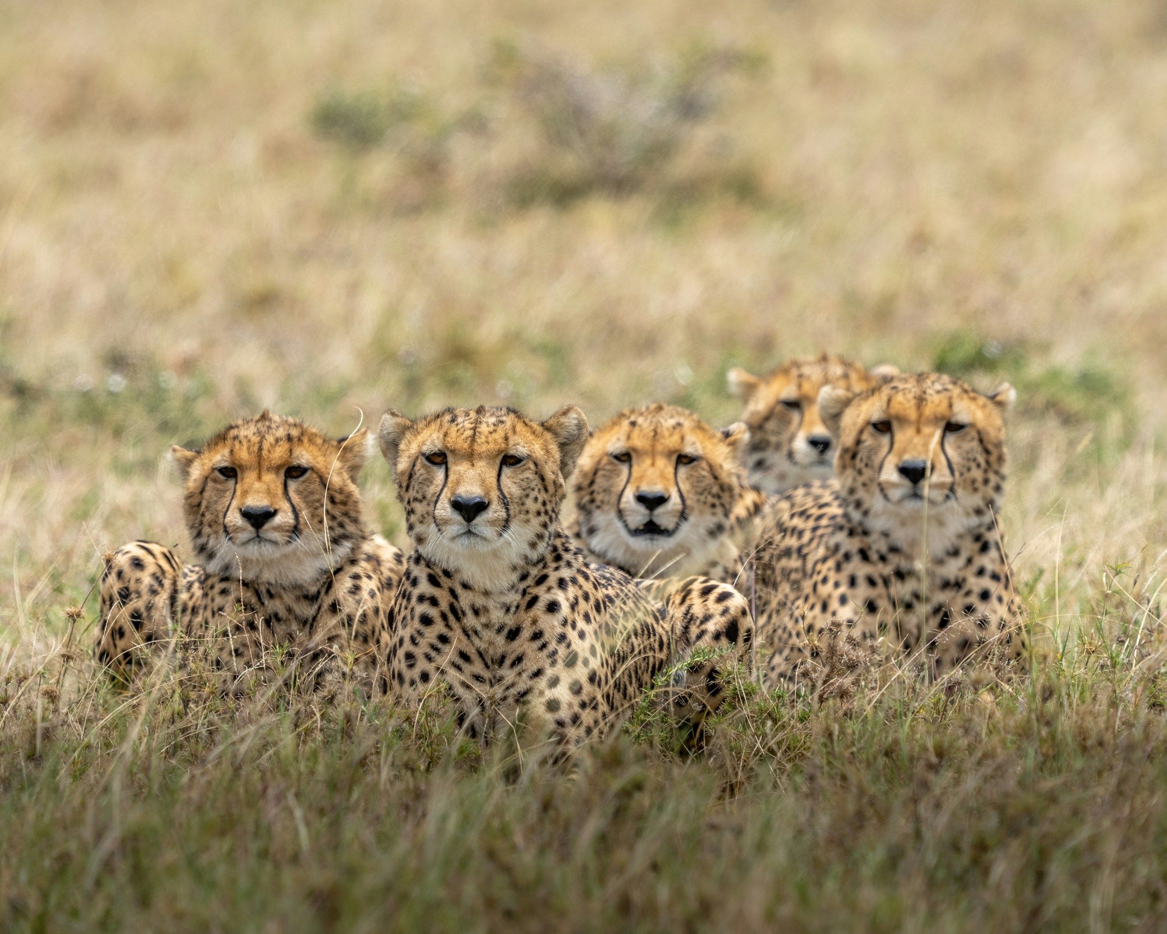 MASAI MARA NATIONAL GAME RESERVE (B, L, D)