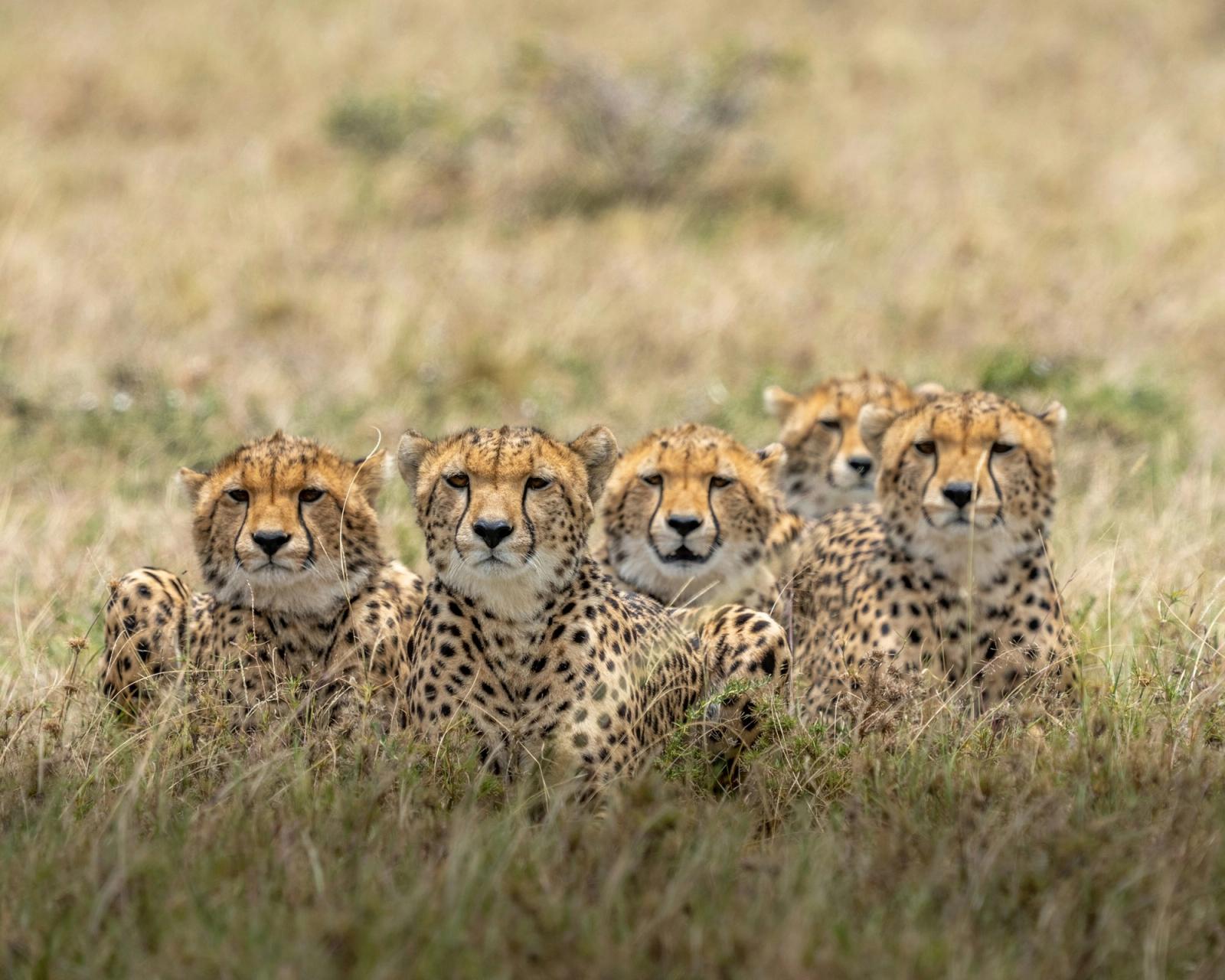 Masai Mara National Game Reserve, Kenya