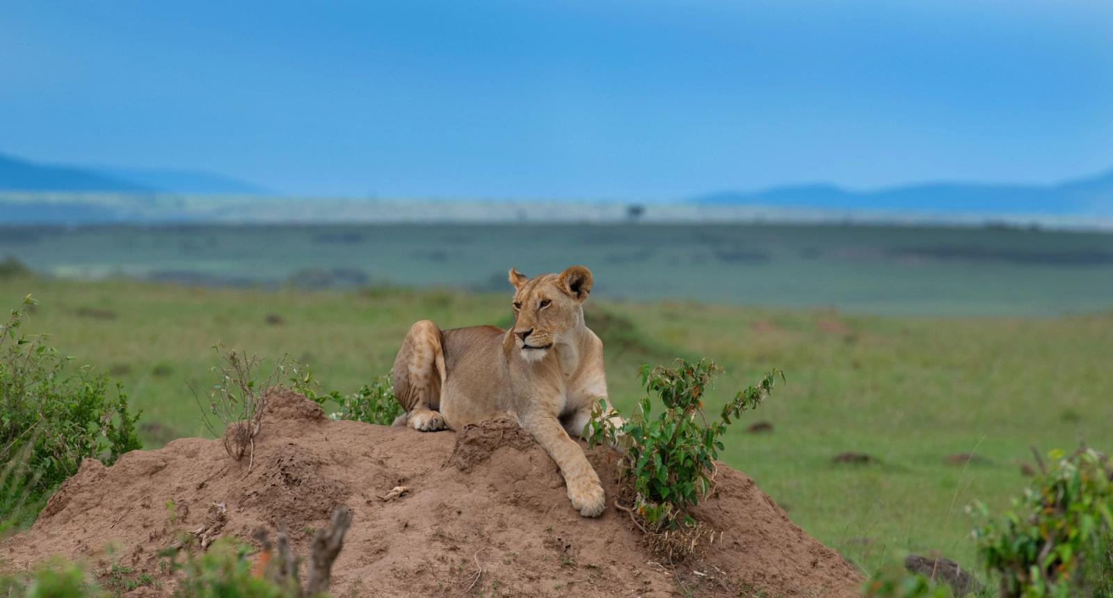 A serene lioness rests on a mound in the open savannah of Nairobi, Kenya