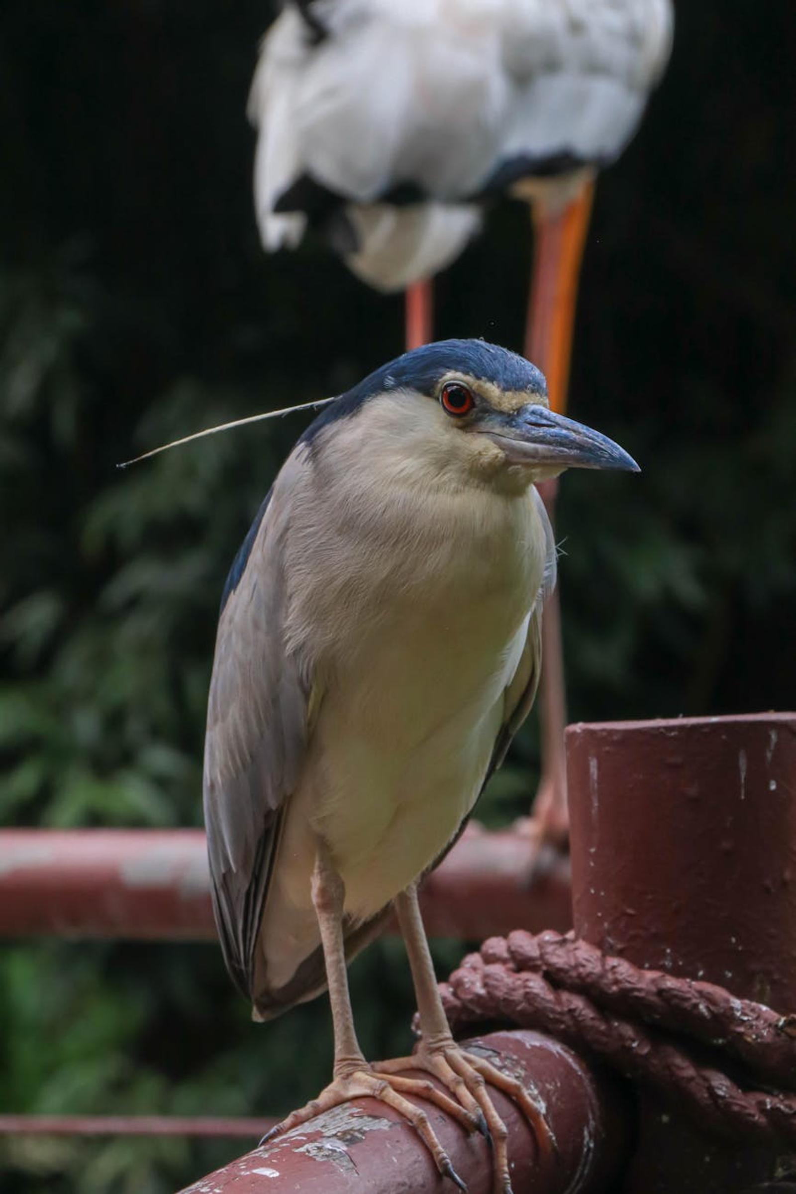 Bird Paradise Singapore Zoo — Singapore