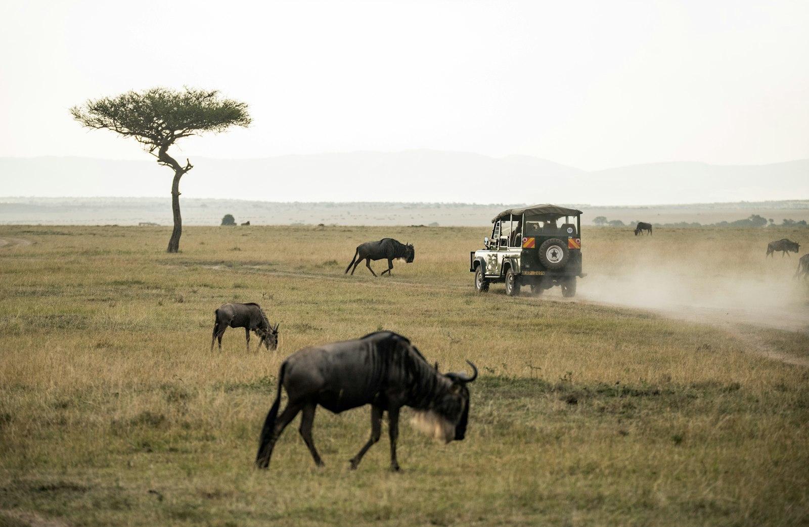 A game-drive vehicle crossing the Masai Mara plains