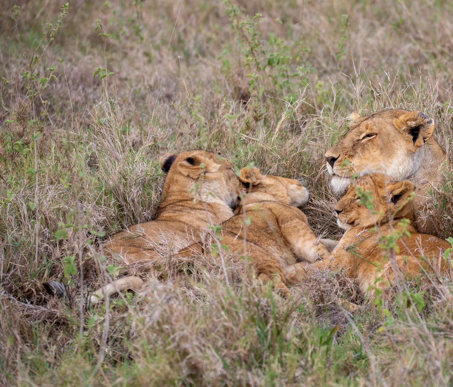 A lioness resting in dry grass with three cubs beside her