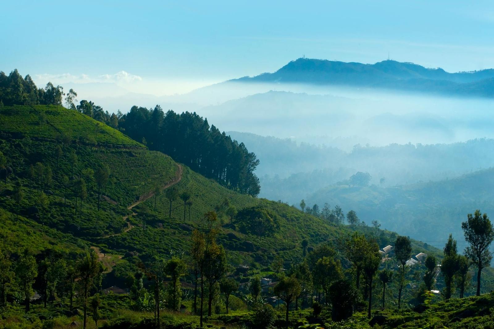 Nuwara Eliya Tea Plantations, Sri Lanka