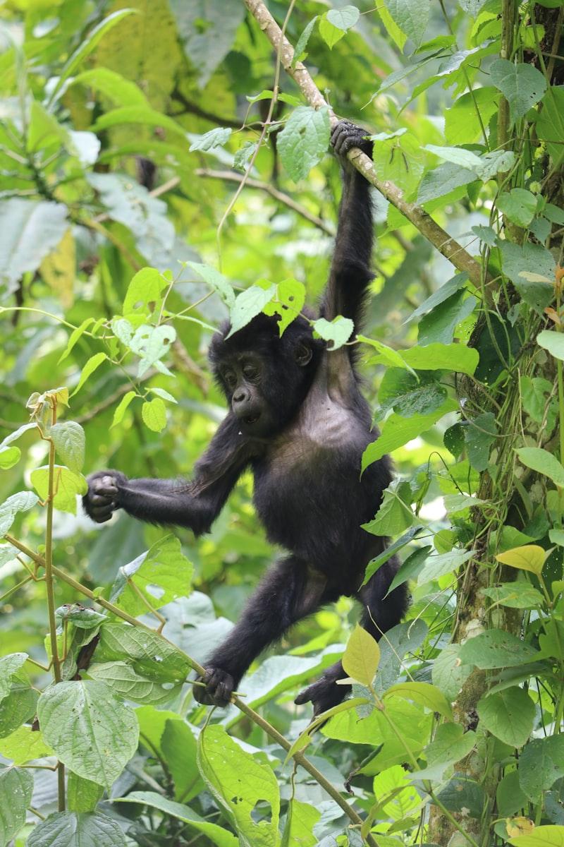 Kazinga channel Uganda