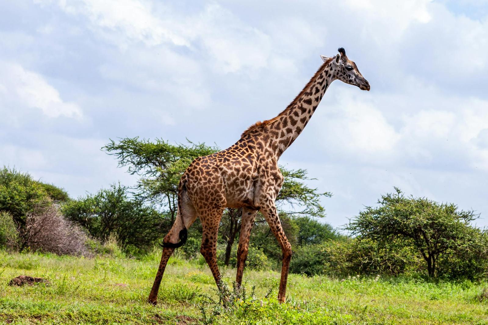 A giraffe walking through scrubland dotted with acacia trees