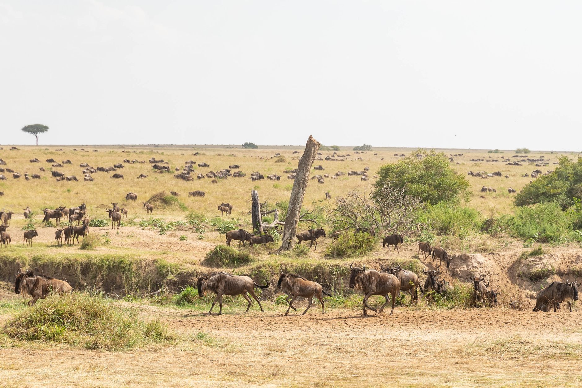 Masai Mara, Kenya