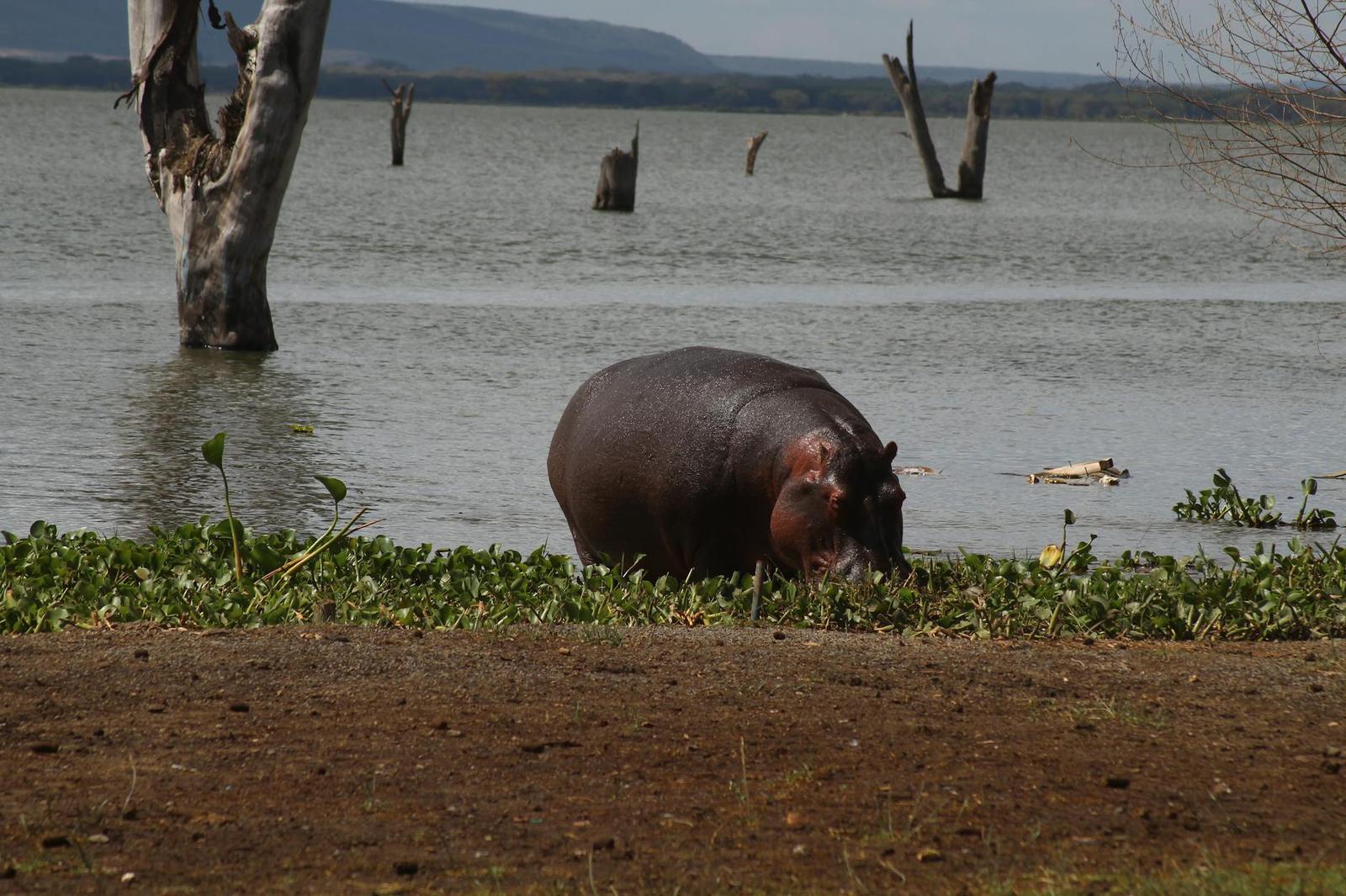 Lake Naivasha on day 3, Kenya
