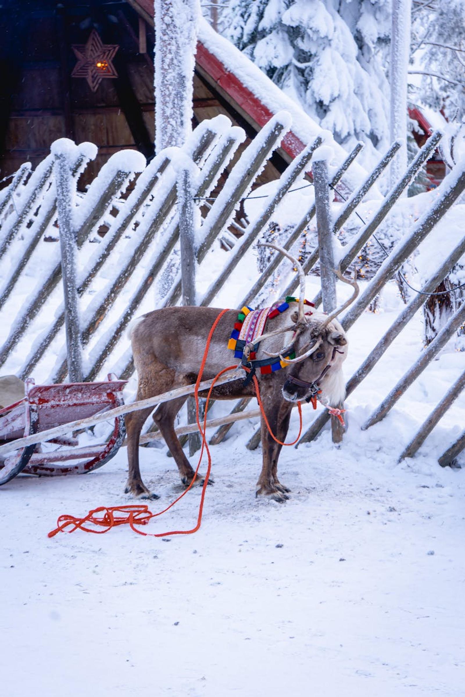 Reindeer — Finland
