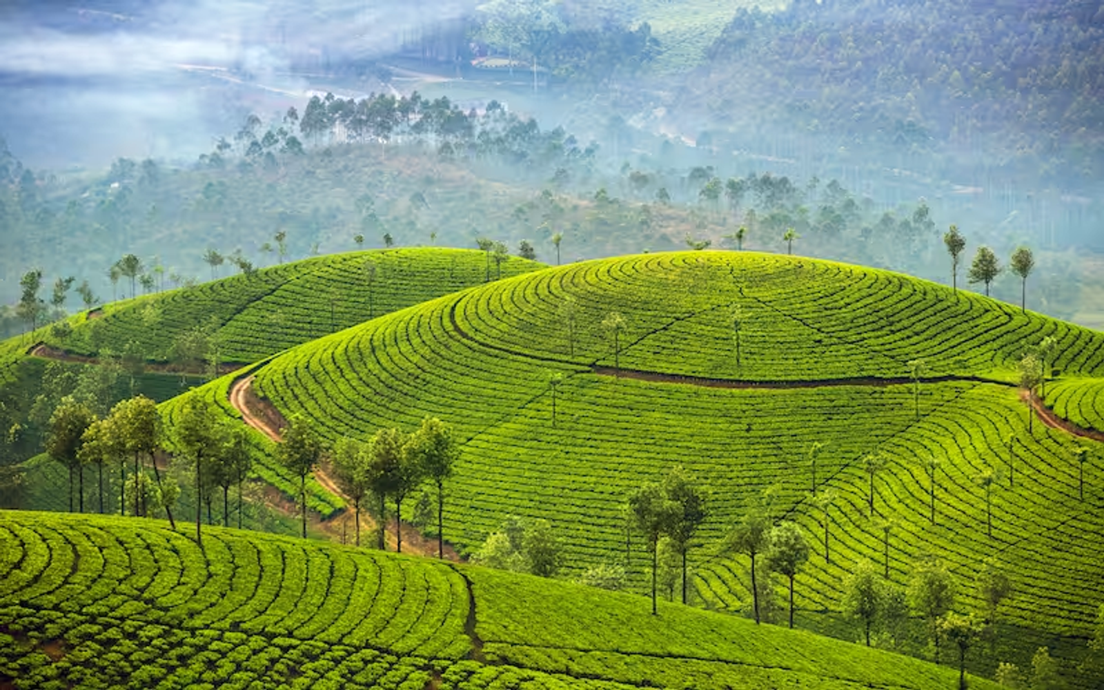 Best of Kerala - Cochin, Munnar and Alleppey
