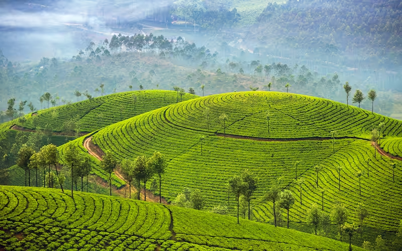 Best of Kerala - Cochin, Munnar and Alleppey
