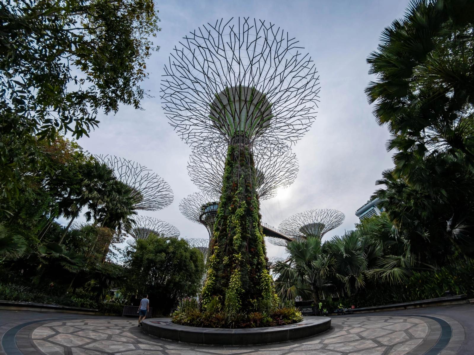 Majestic Supertree Grove in Singapore's Gardens by the Bay captured on a clear day
