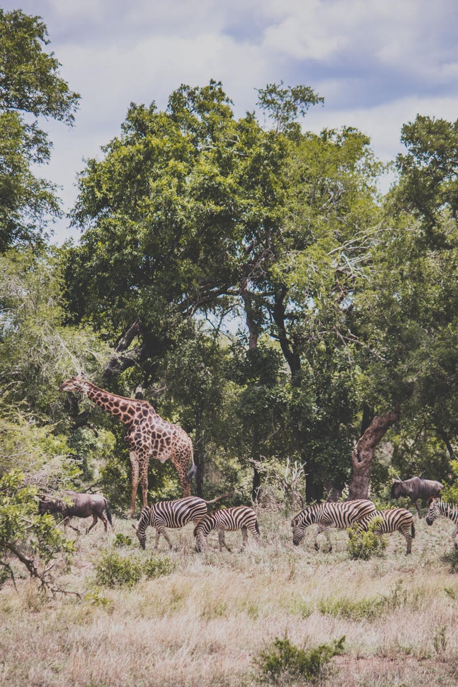 Kruger full safari — South Africa