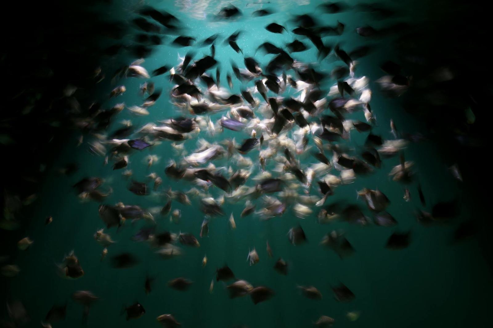Half Sea Life Bangkok — Thailand