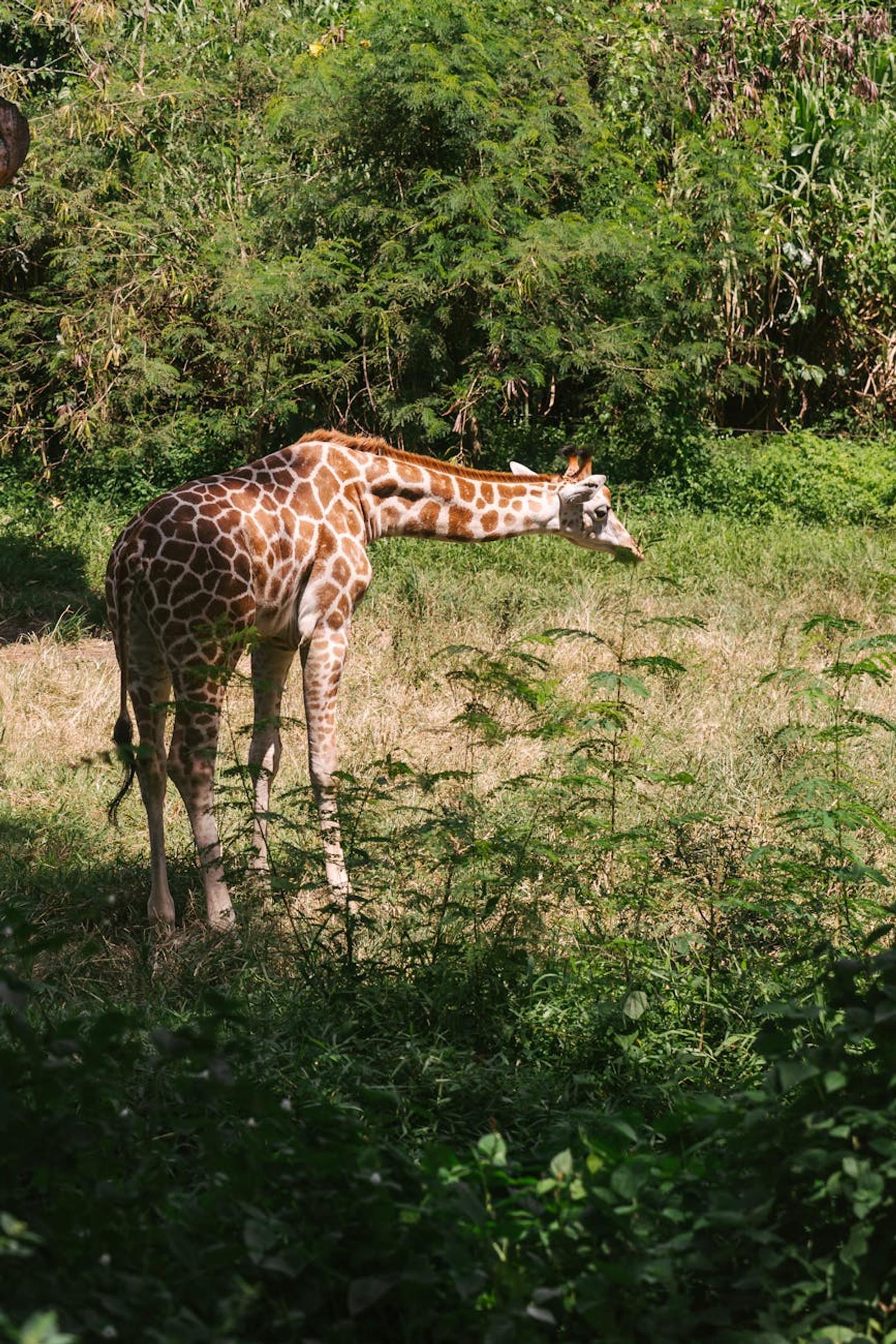 Full Bali Safari Jungle — Indonesia