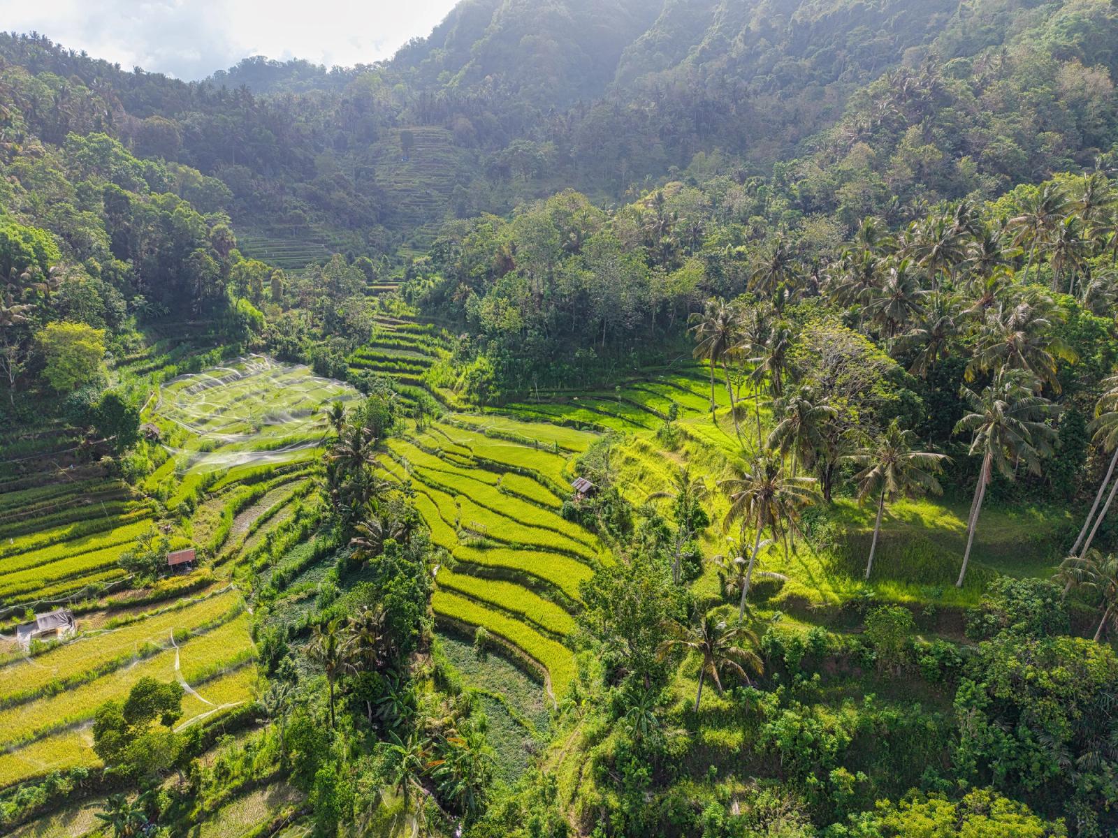 Terraced rice paddies stepping down a jungle-lined valley