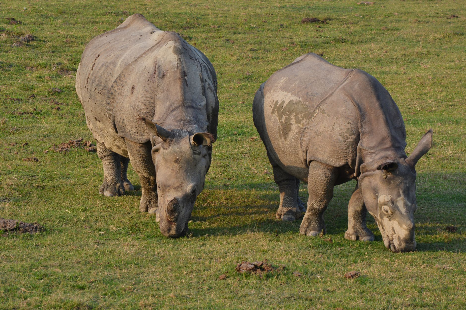 Kaziranga on day 4, India