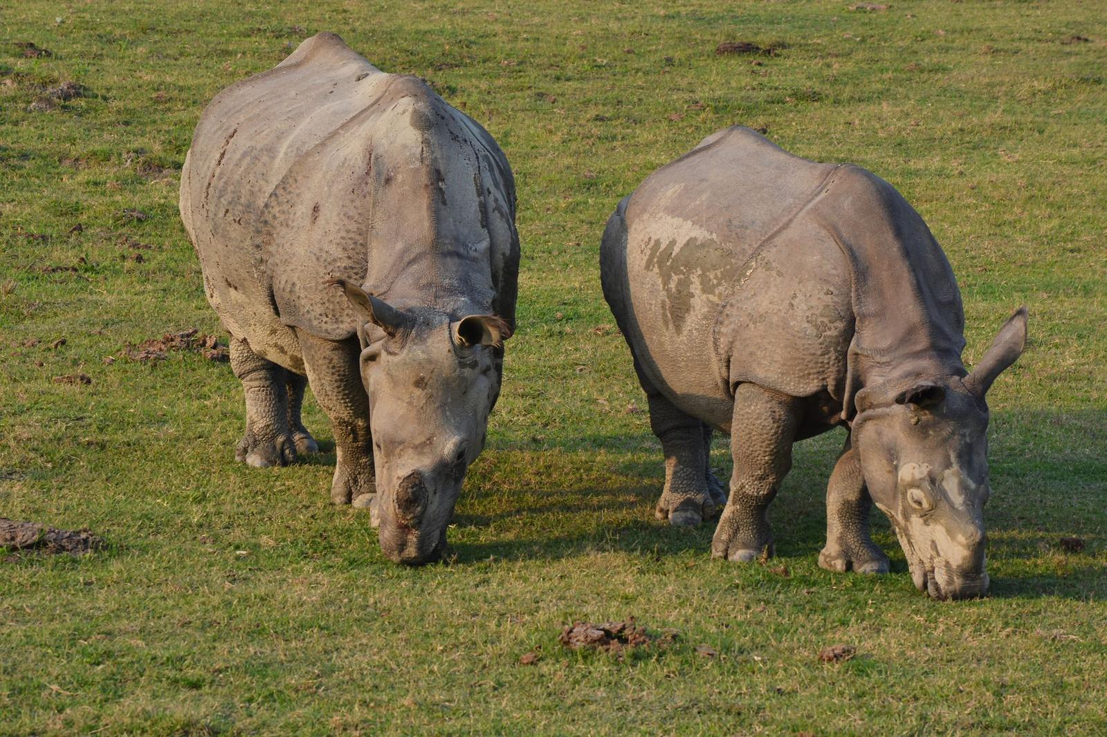 Kaziranga on day 4, India