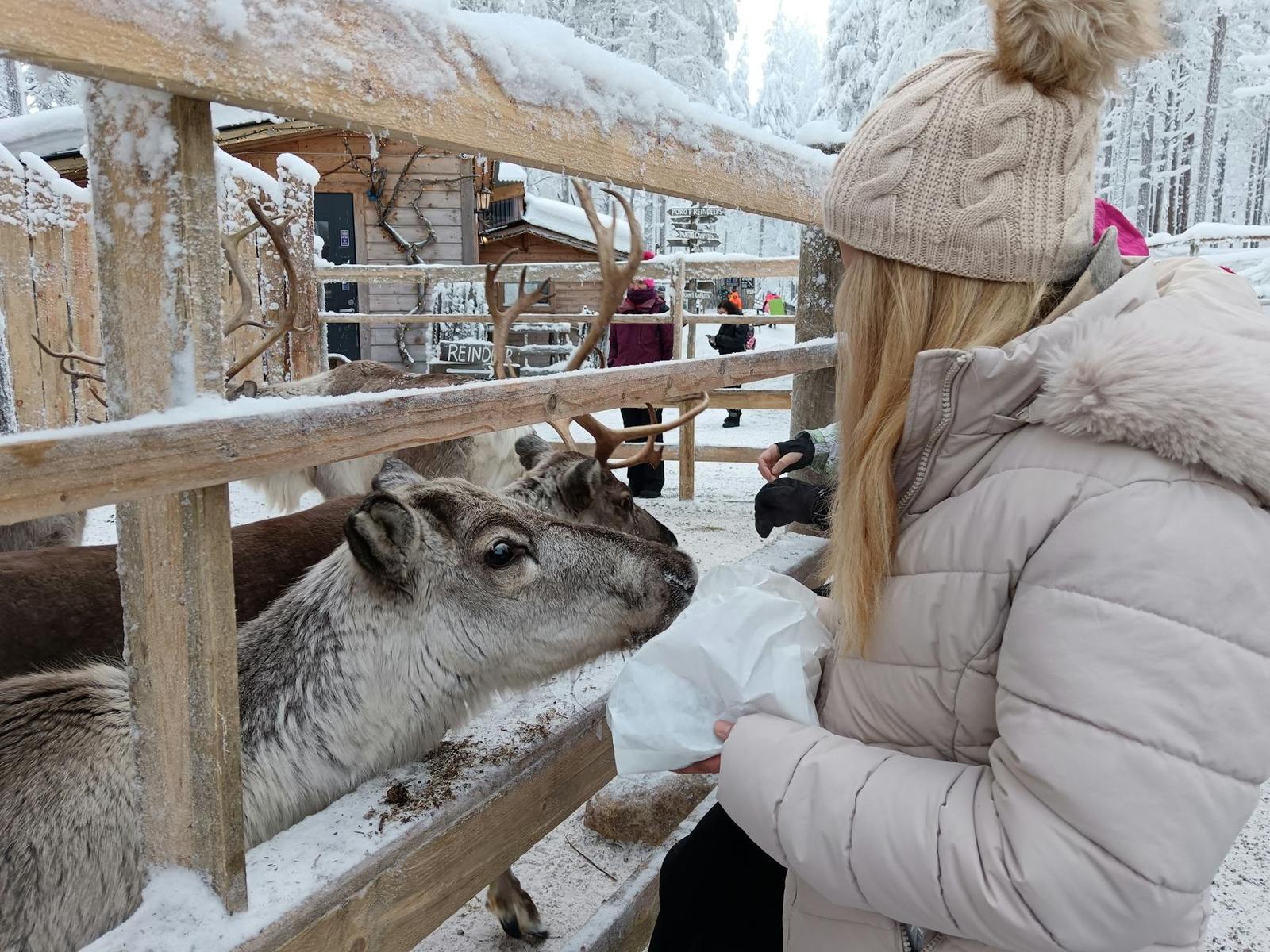 Woman feeding a reindeer through a wooden fence in snow