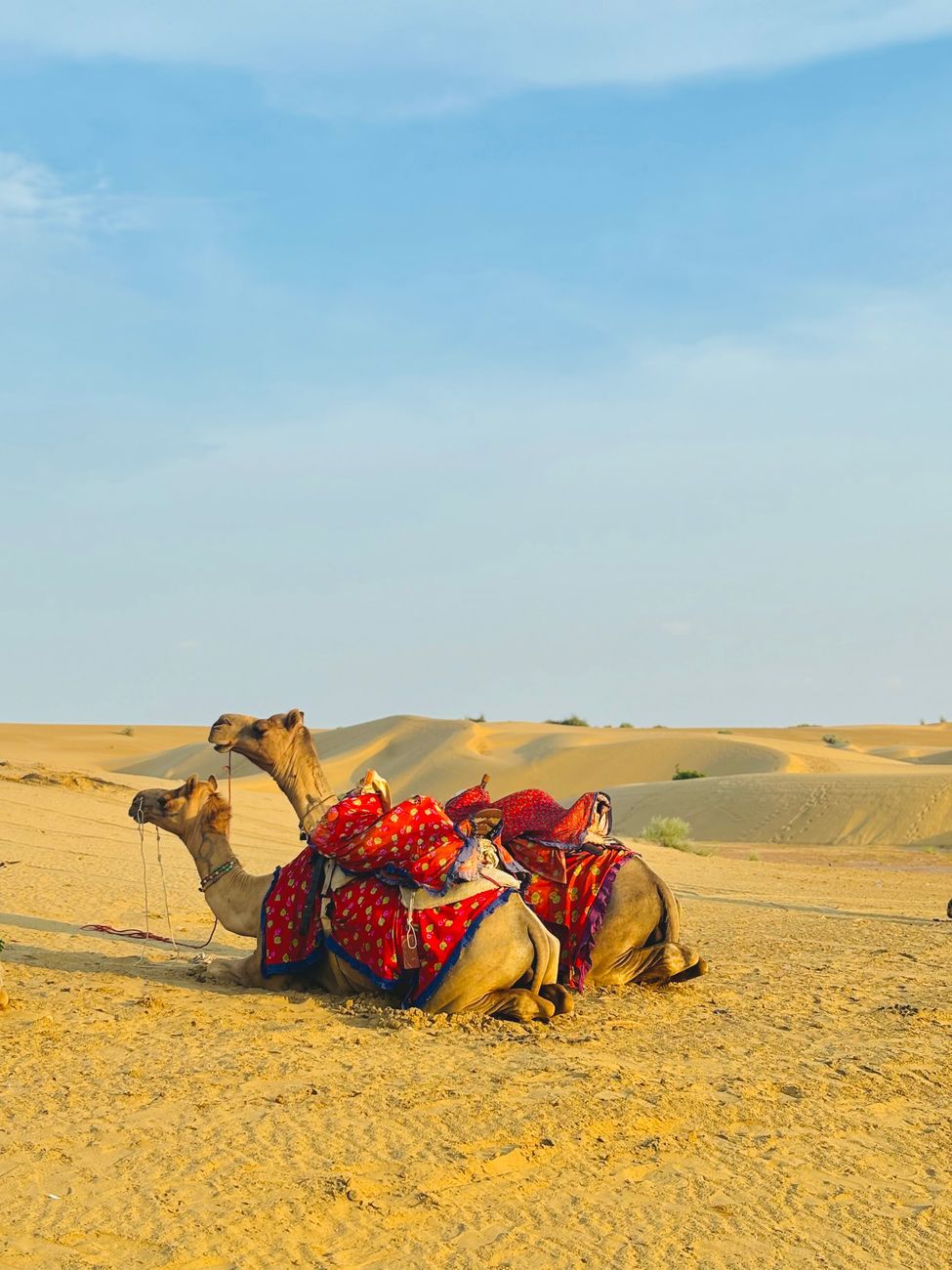 Sam Dunes Camel Safari — Rajasthan, India