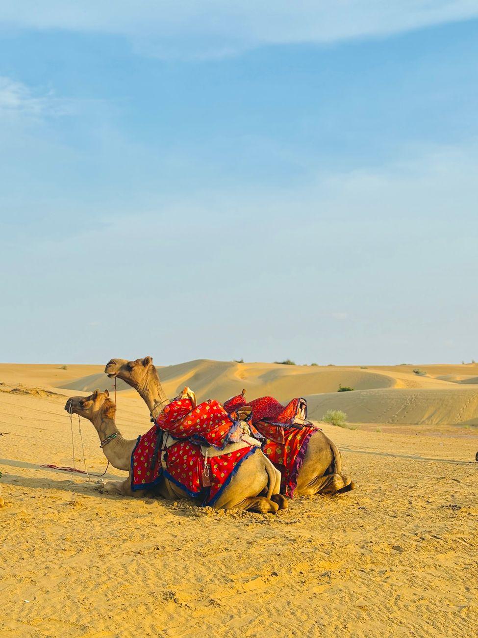 Sam Dunes Camel Safari — Rajasthan, India
