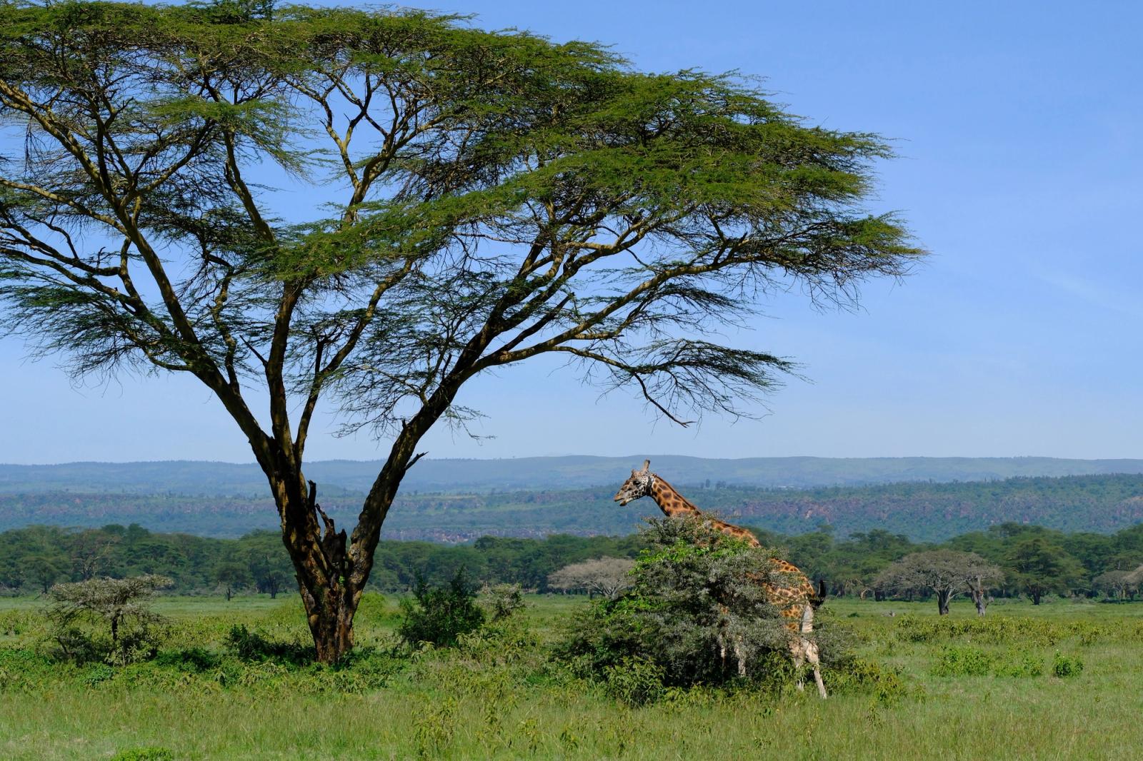 Giraffe standing beneath acacia tree in scenic Nakuru landscape, Kenya