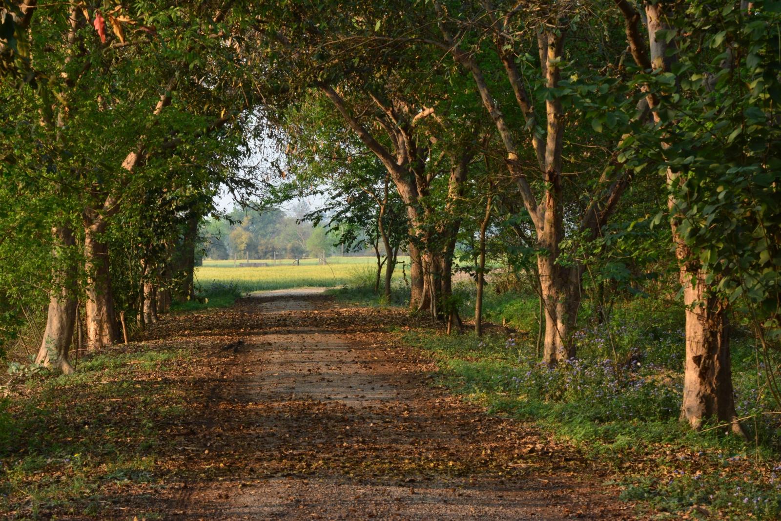 Serene view of a tree-lined dirt path leading to open fields in Ambala, India