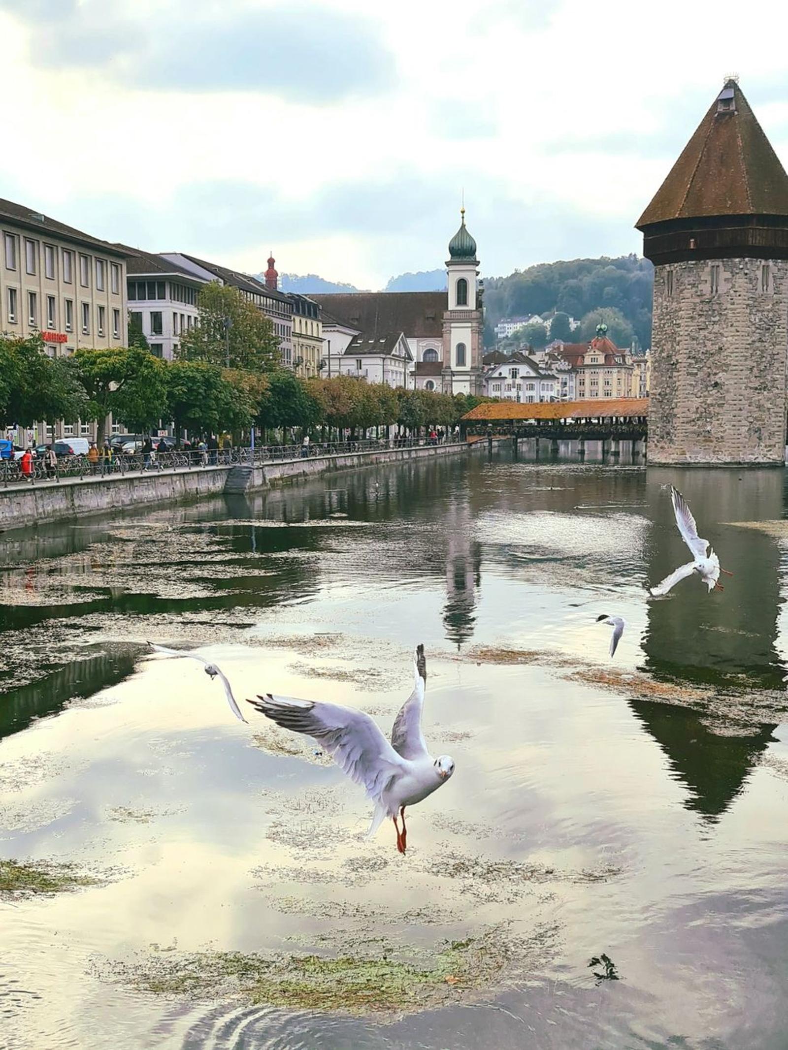 A serene scene of seagulls flying over the Reuss River near Chapel Bridge in Lucerne, Switzerland