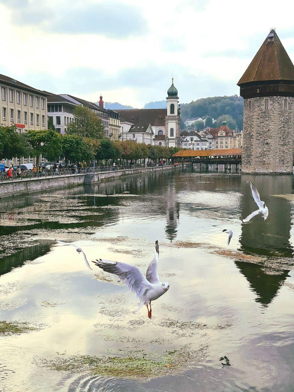 A serene scene of seagulls flying over the Reuss River near Chapel Bridge in Lucerne, Switzerland
