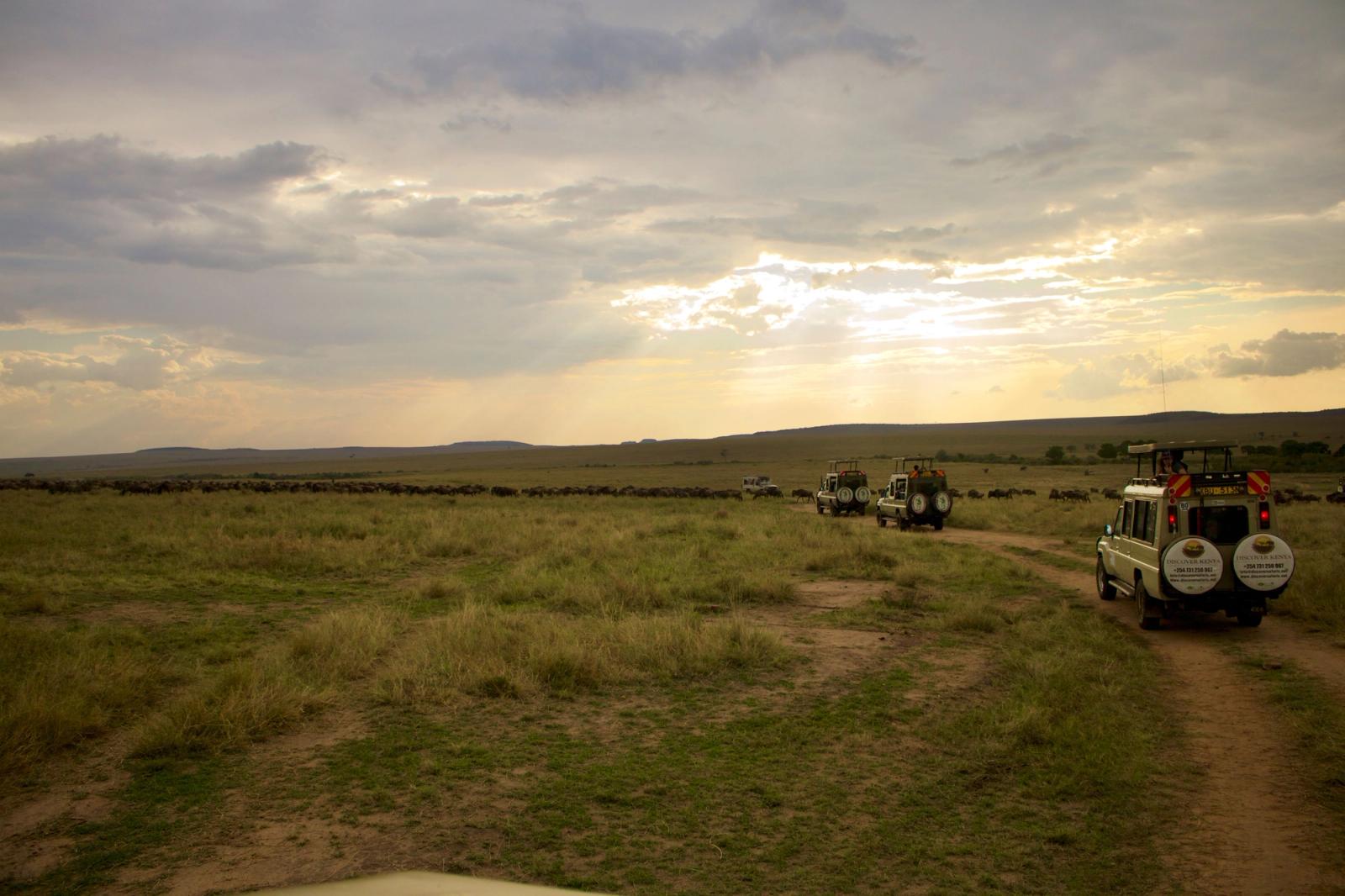 Safari jeeps crossing open savanna as wildebeest graze at sunset