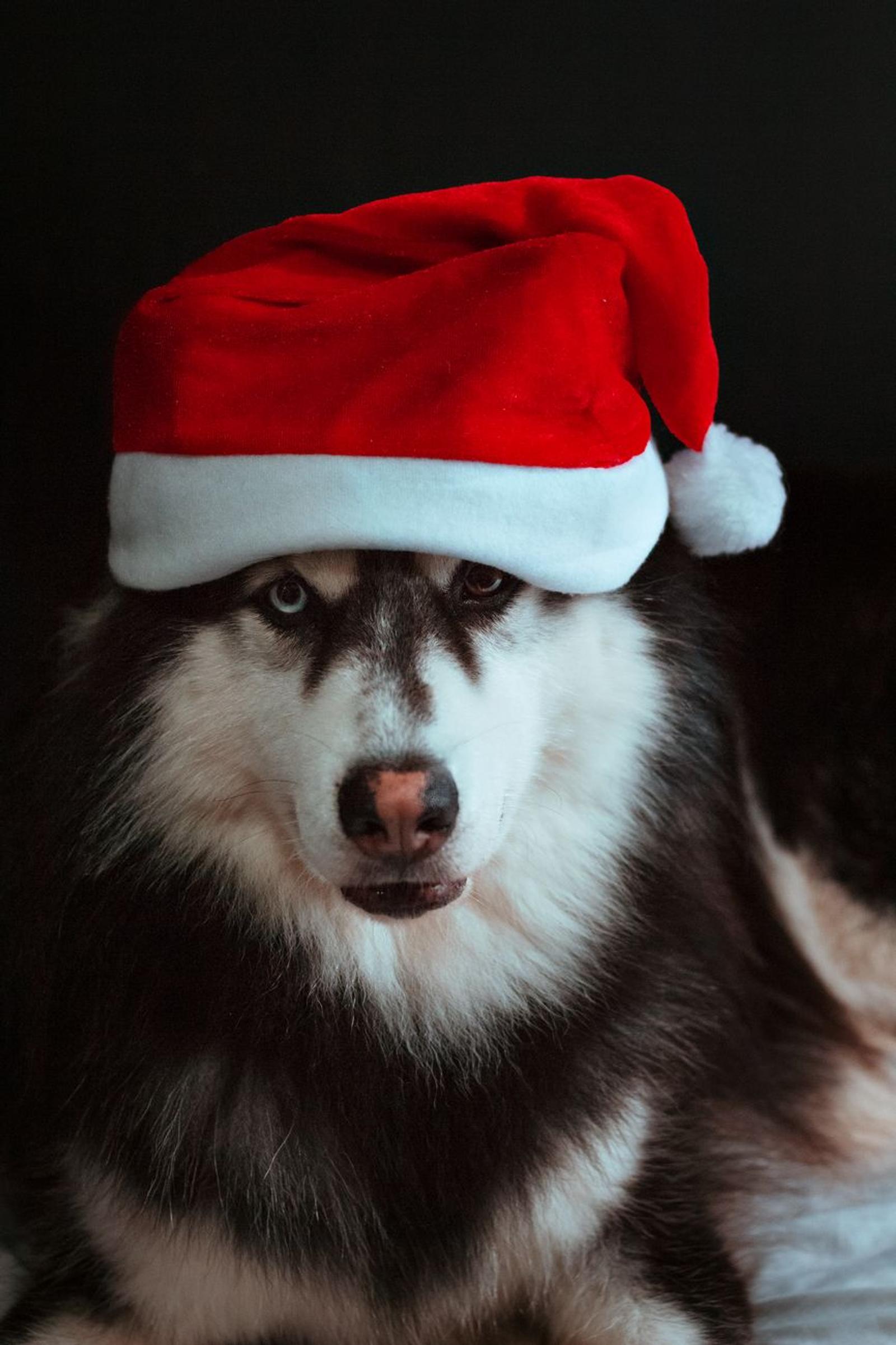 Santa Claus Village Husky — Finland