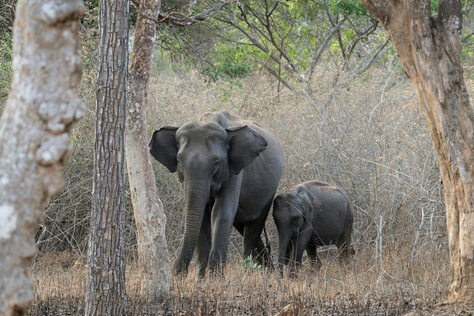 A mother elephant and her calf roam the dry forests of Karnataka, India