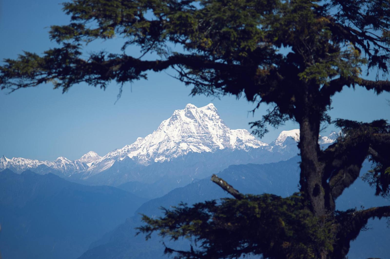 A snow-capped peak framed by dark pine branches against a clear sky