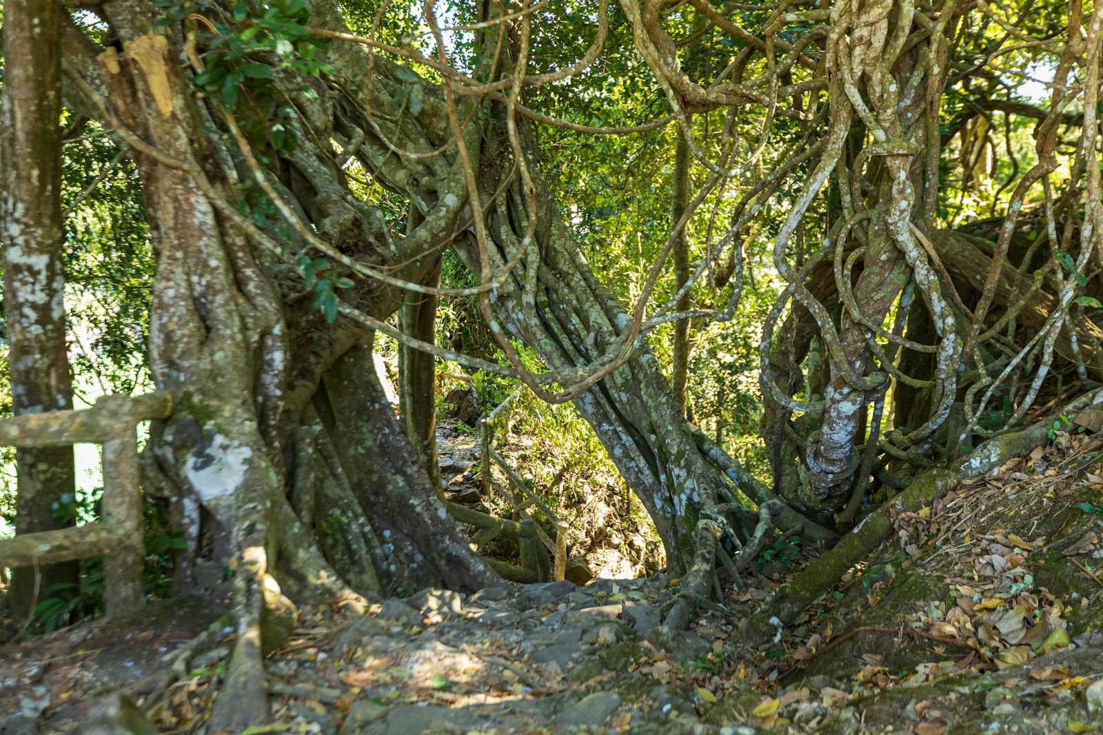 Entwined roots in a lush forest setting