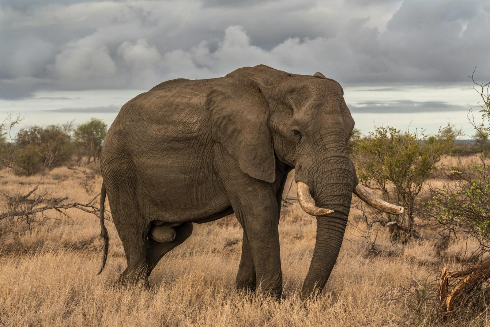 Masai Mara Big Five, Kenya